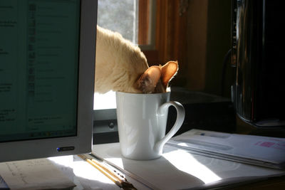 Cat drinking coffee at a desk