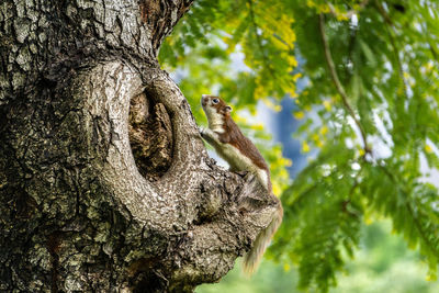 Tree trunk amidst plants