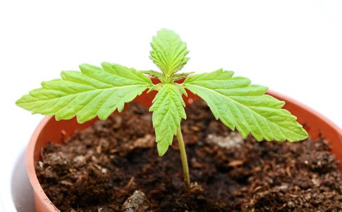 Close-up of small potted plant