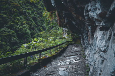 Rock formation amidst trees in forest