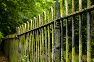 Close-up of fence against plants