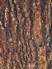 Full frame shot of tree trunk