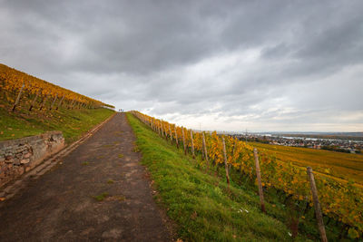 Pathway through autumnal coloured vineyard in rheingau region with river rhine in the background