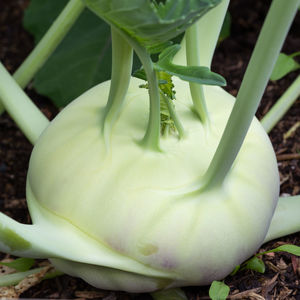 High angle view of vegetables