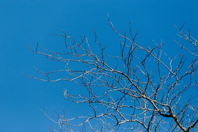Low angle view of bare tree against clear blue sky