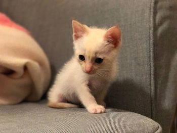 Close-up portrait of kitten sitting