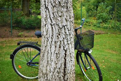 Bicycle parked by tree trunk