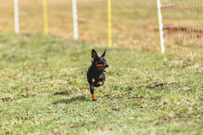 Dog running on grassy field