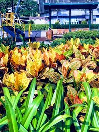 View of leaves in autumn