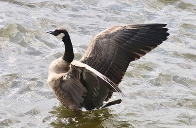 Duck swimming on lake