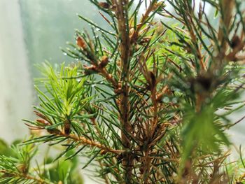 Close-up of pine tree