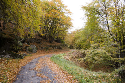 Road amidst trees in forest during autumn