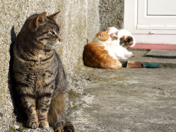 Close-up of cats sitting outdoors