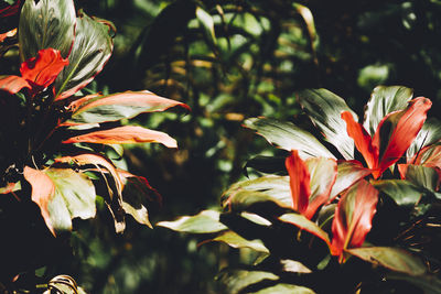 Close-up of flowering plant