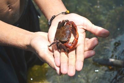 Close-up of hand holding leaf