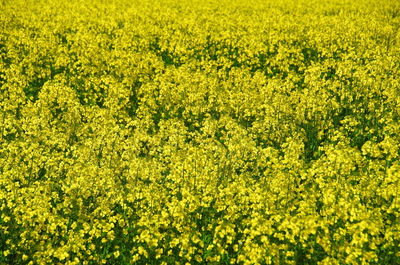 Scenic view of oilseed rape field