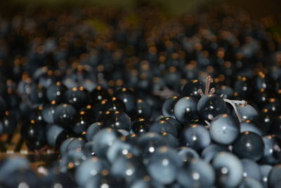 Close-up view of grapes