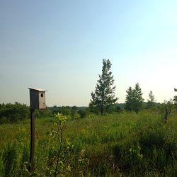 Scenic view of grassy field against clear sky