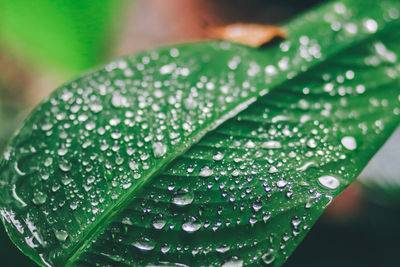 Close-up of water drops on leaf