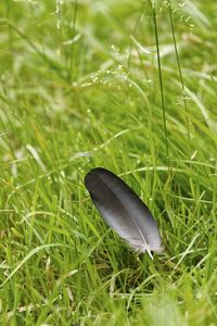 High angle view of butterfly on grass