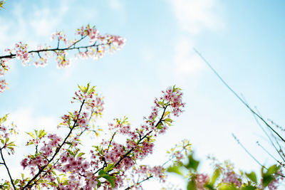 Low angle view of flowers blooming on tree