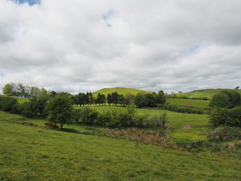 Scenic view of agricultural field against sky