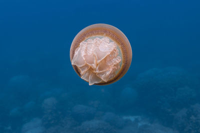 Close-up of jellyfish swimming in sea