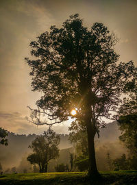 Tree on field against sky during sunset