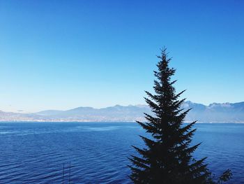 Scenic view of tree against clear blue sky