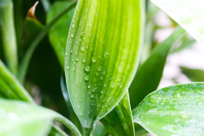 Close-up of raindrops on green leaves during rainy season