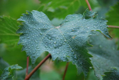 Close-up of raindrops on leaves