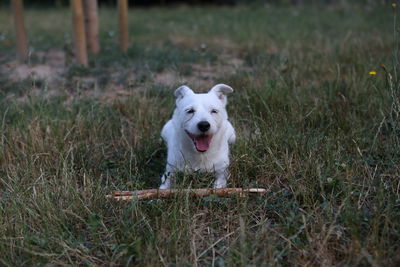 Portrait of a dog on field