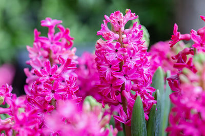 Close-up of pink flowering plant