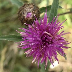 Close-up of bumblebee on thistle blooming outdoors