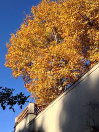 Low angle view of tree against sky during autumn