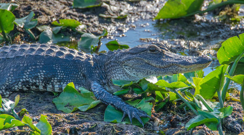 Close-up of crocodile in water