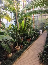 Potted plants in greenhouse