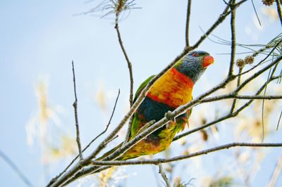 Low angle view of bird perching on branch against sky