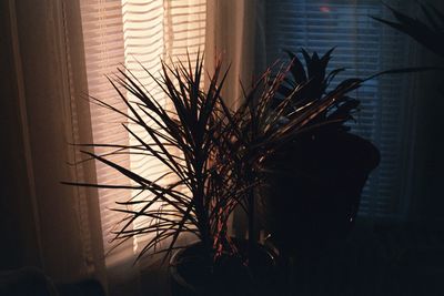 High angle view of potted plant at home