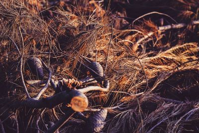 High angle view of pine cones and dried twigs in forest