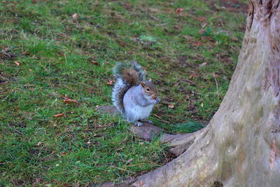 High angle view of squirrel on field