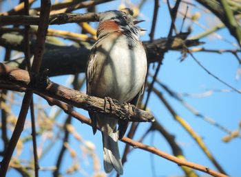 Low angle view of bird perching on tree against sky