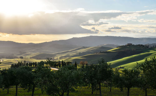 Scenic view of agricultural field against sky