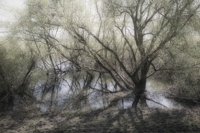 Bare trees in forest during winter