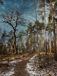 Trees in forest against sky during winter
