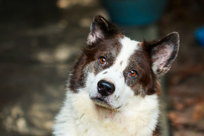 Close-up of dog looking outdoors