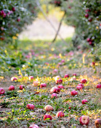 Close-up of flowering plants growing on land