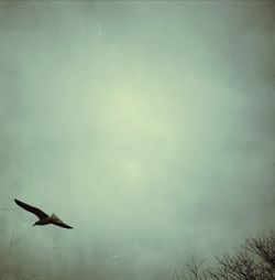 Low angle view of birds against sky