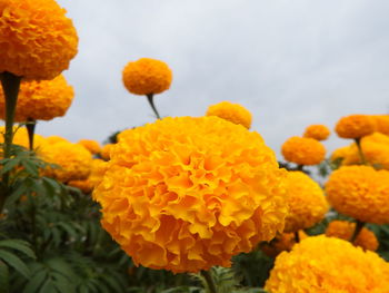 Close-up of orange marigold flowers