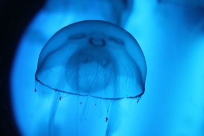 Close-up of blue water in aquarium